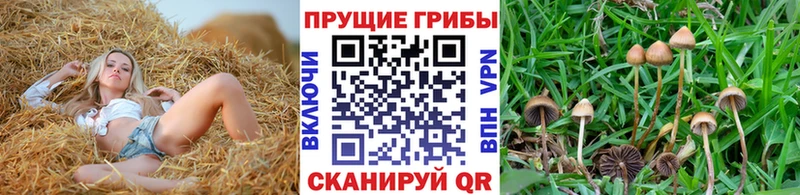 Купить  Каменногорск  Псилоцибиновые грибы Magic Shrooms 